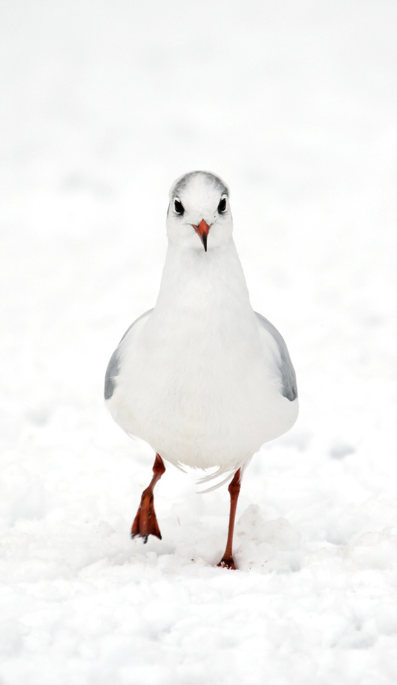 Lachmöwe im Schnee