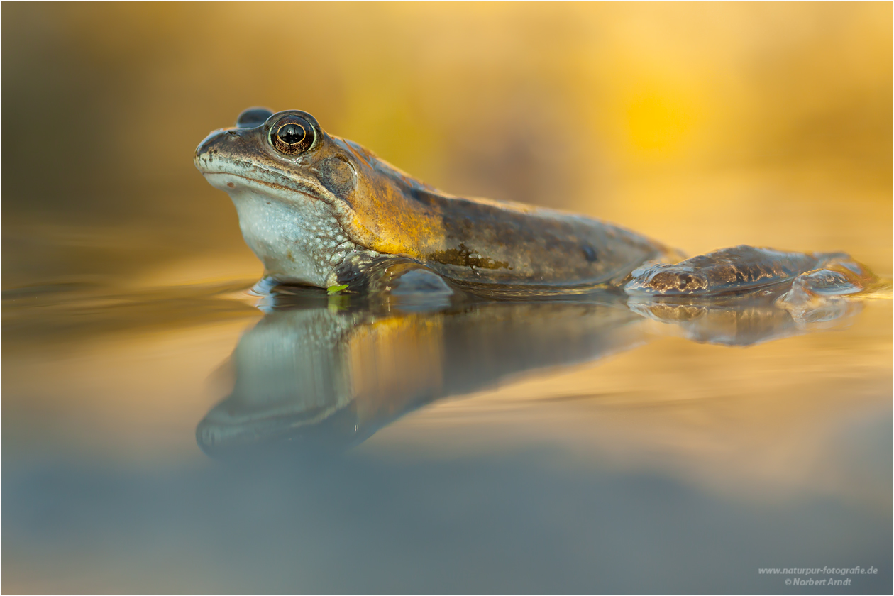 Grasfrosch (Rana temporaria)