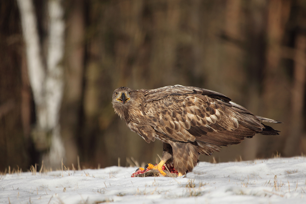 Seeadler 2