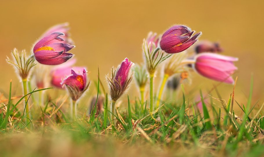 Frühling !