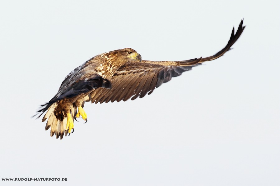 Seeadler im Anflug