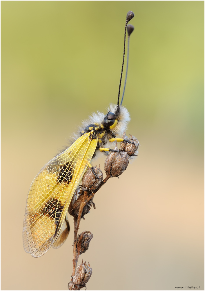 Libelloides macaronius