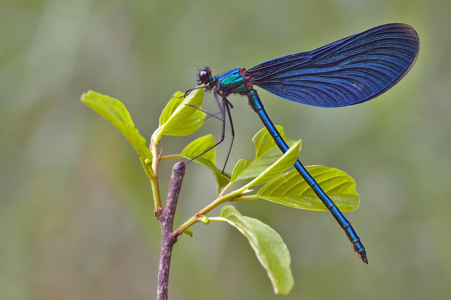 Calopteryx virgo - Blauflügel-Prachtlibelle