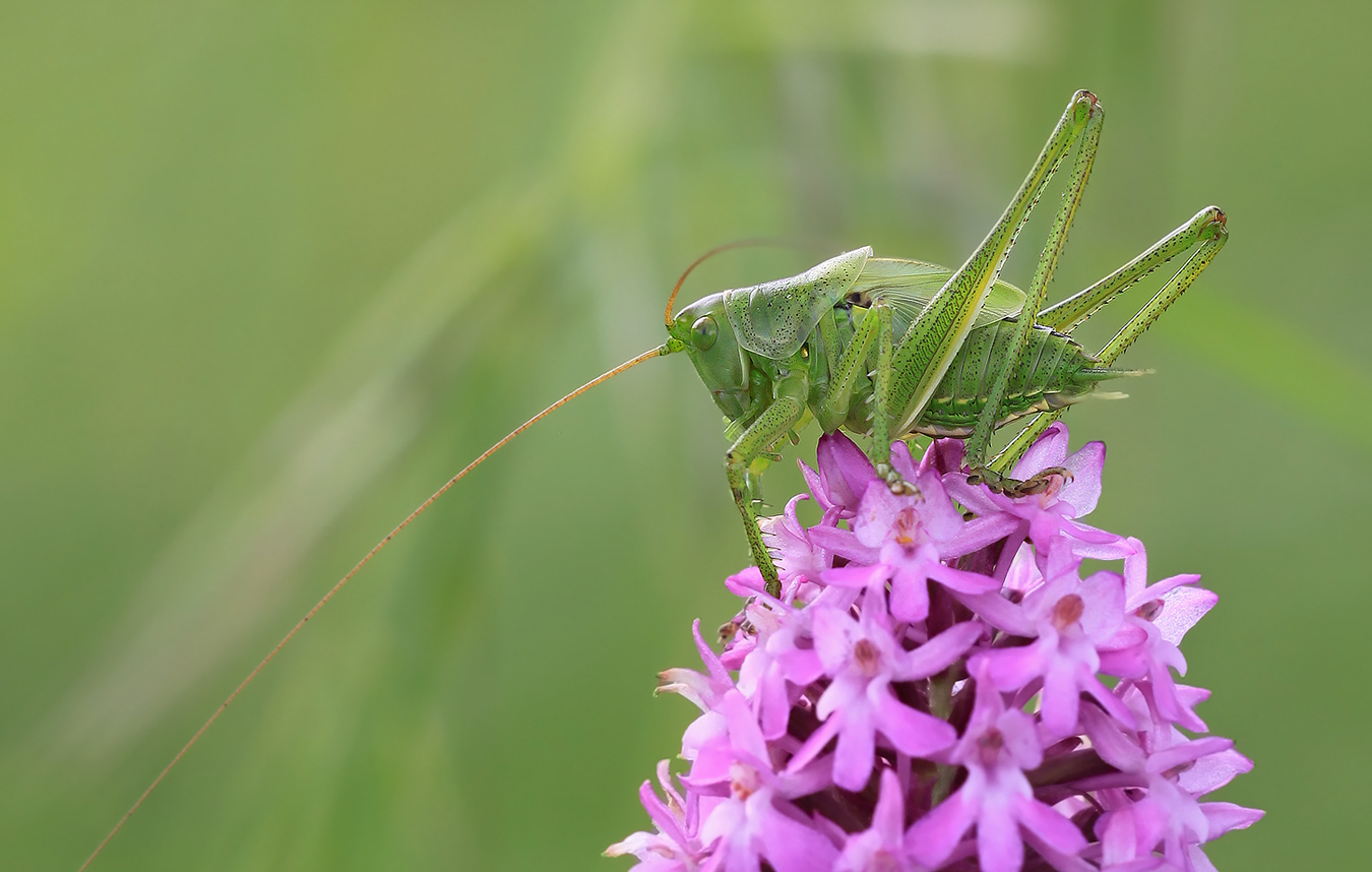 Gepunktete Zartschrecke   auf   Pyramiden-Spitzorchis