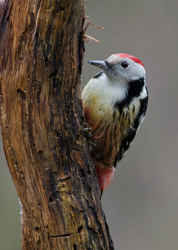 Mittelspecht (Dendrocopos medius)