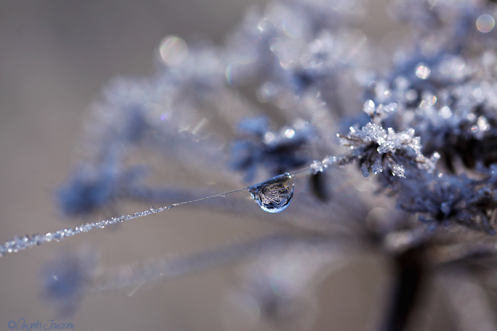 Da der Frost offensichtlich nicht kommen will