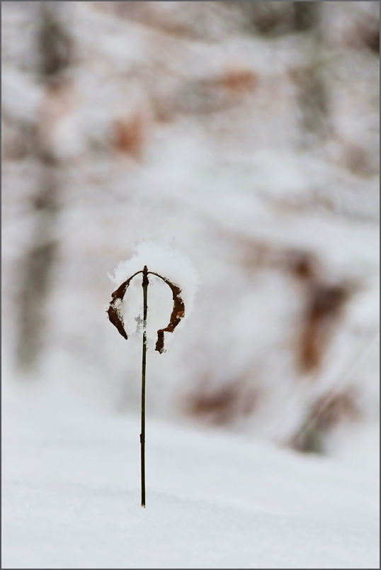 "Schneeflöckchen Weißröckchen"