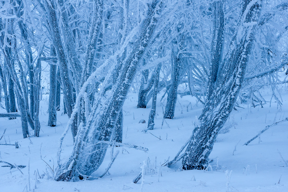 image::Klaus_Bombach_winter_raureif_erzg