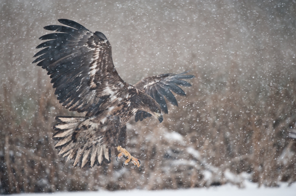 junger Seeadler