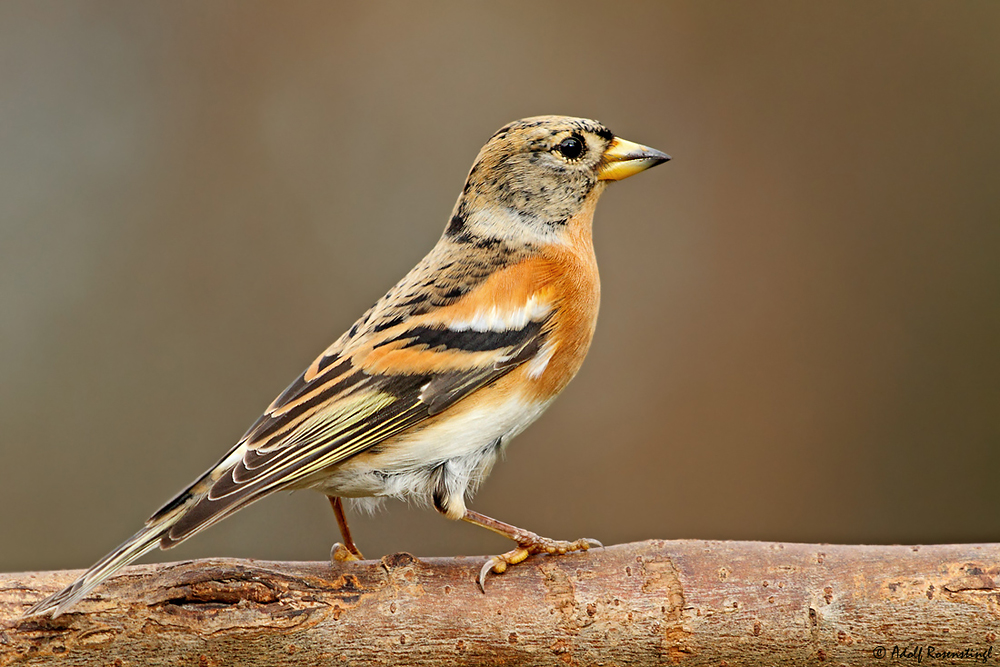 Bergfink (Fringilla montifringilla)