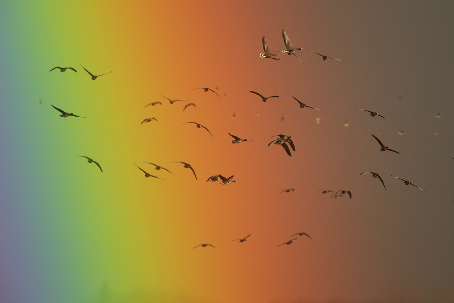 Regenbogengänse