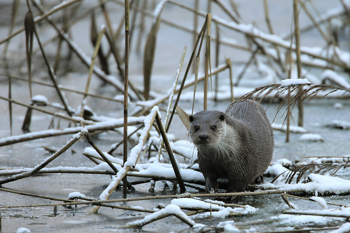 Fischotter im Winter