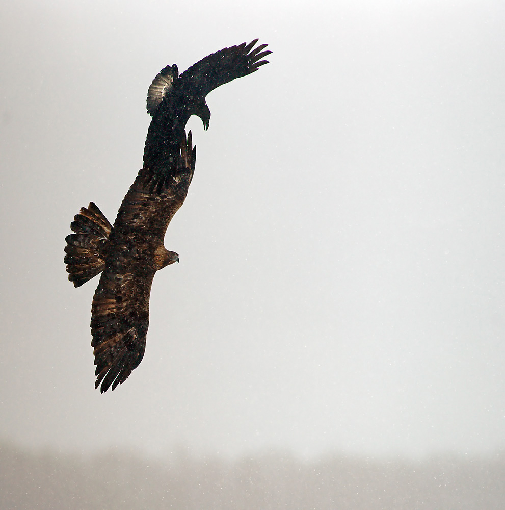Steinadler und Kolkrabe