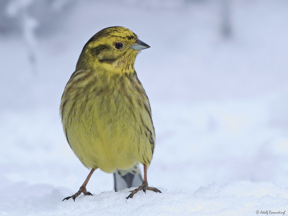Goldammer (Emberiza citrinella)