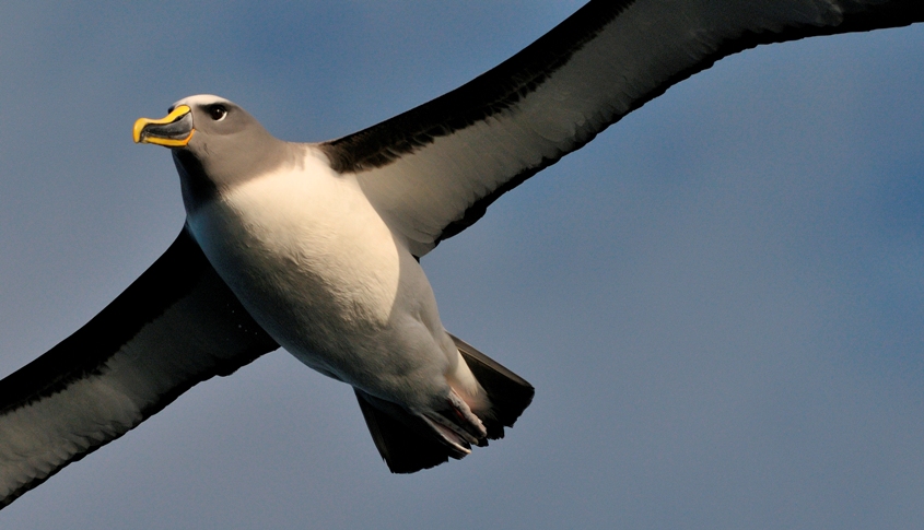 Northern Buller Albatross