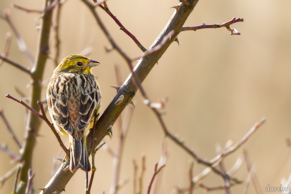 Goldammer (Emberiza citrinella)