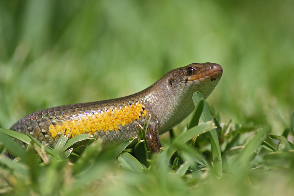 Brown Mabuya (Eutropis multifasciata balinensis)