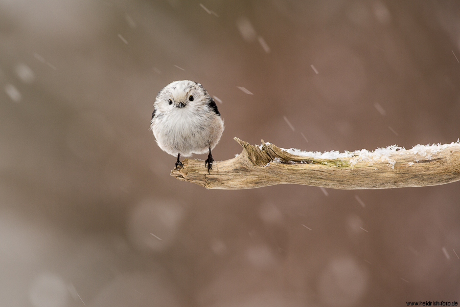 Drolliger Schneeball