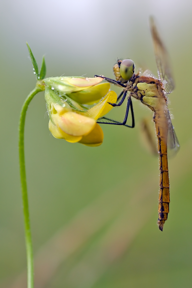Sympetrum pedemontanum – Gebänderte Heidelibelle