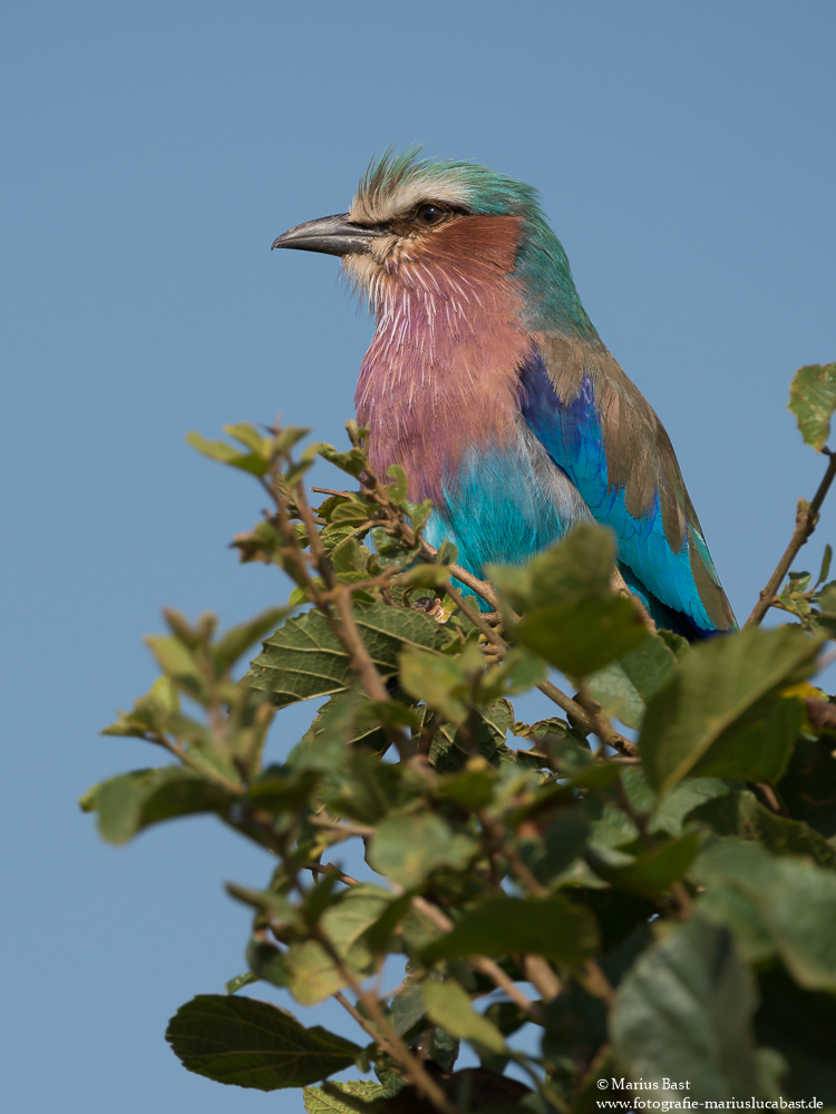 Gabelrake (Coracias caudatus)