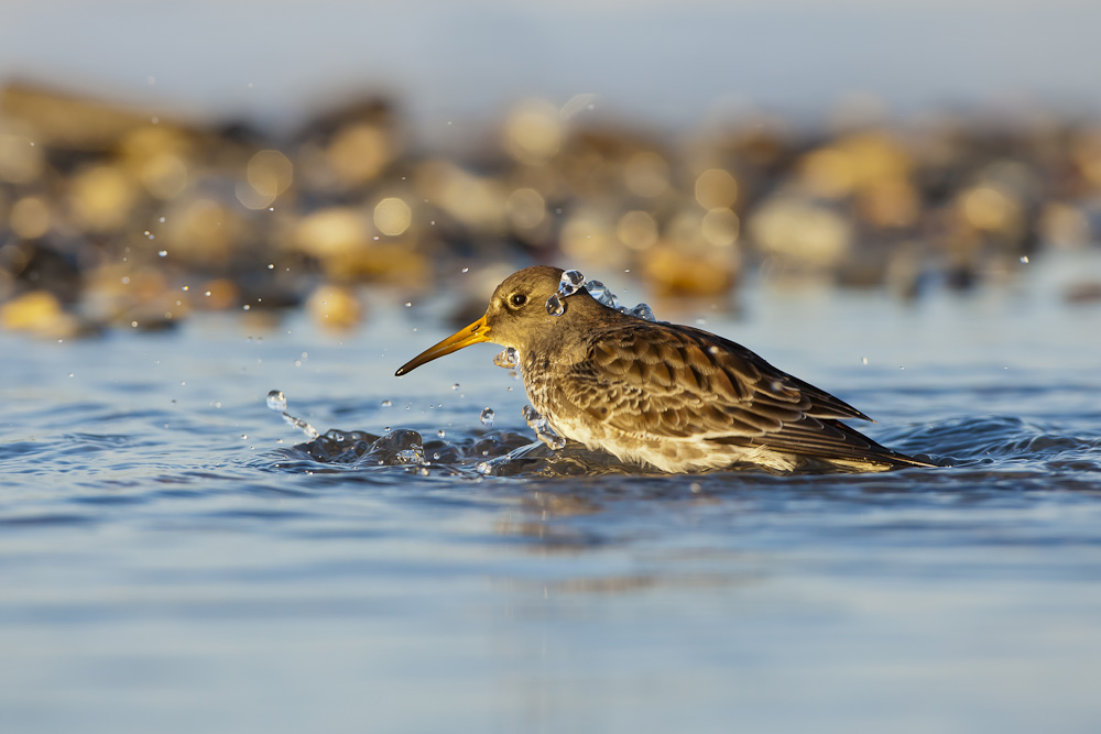 Des Rätsels Lösung - Der Meerstrandläufer