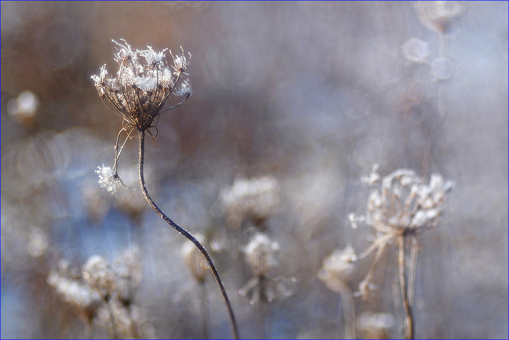 Frostblumen