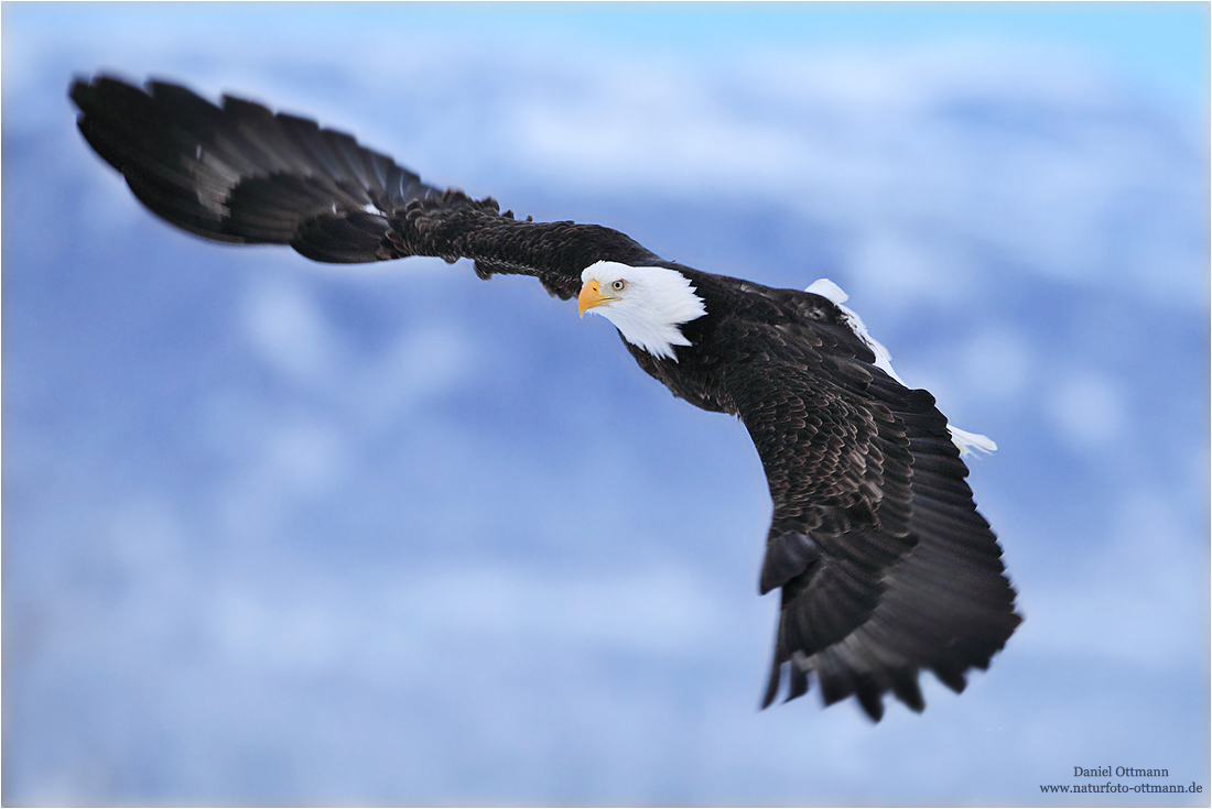 Weißkopfseeadler