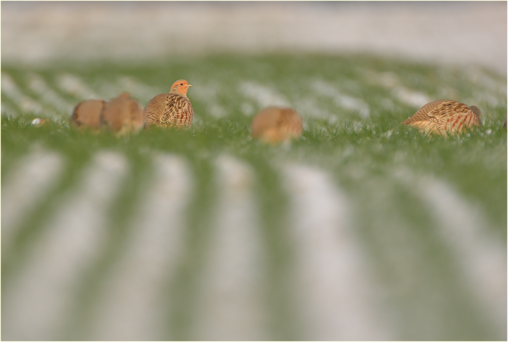 Hühner im Feld