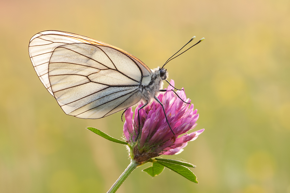 Leuchtend transparent