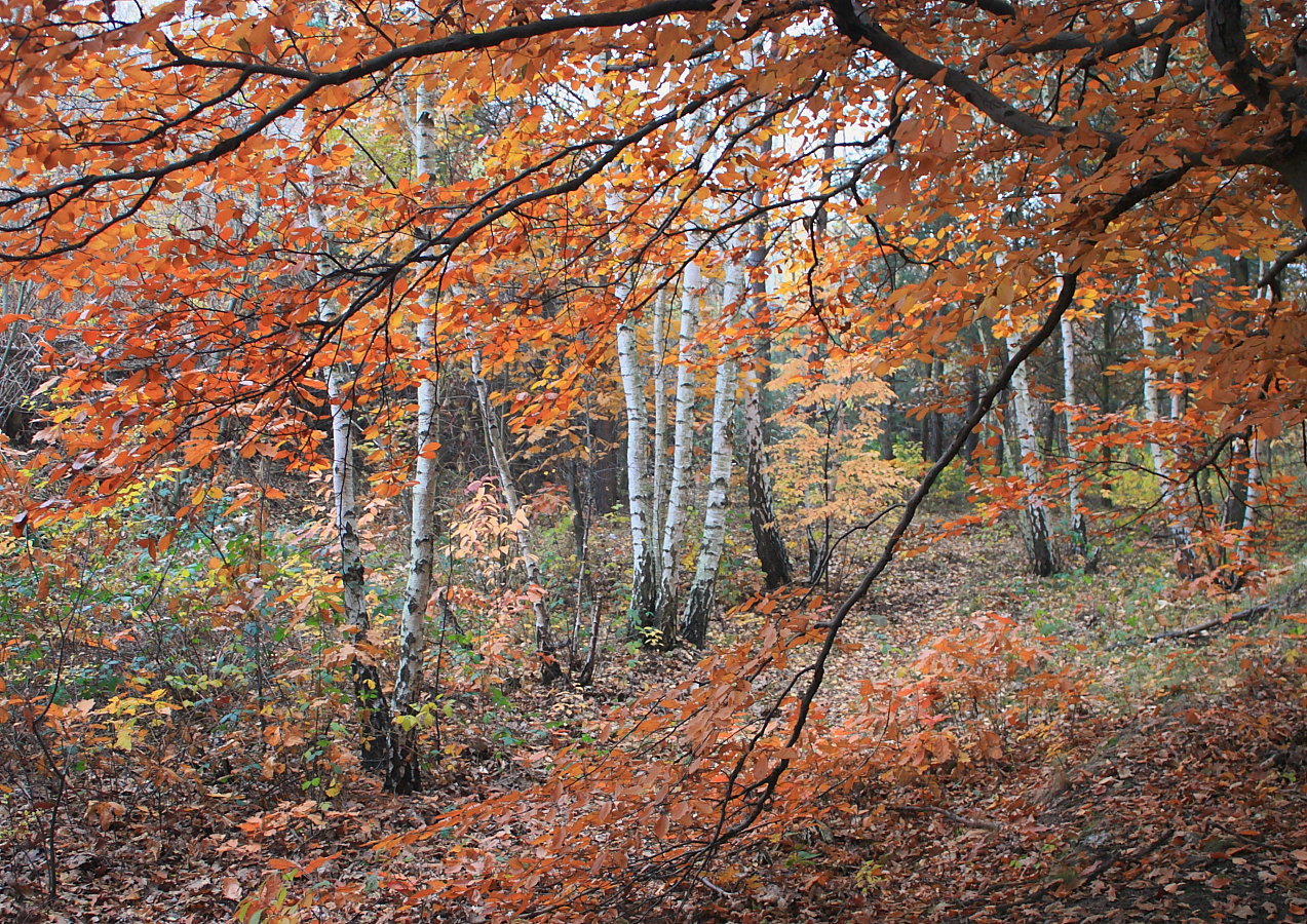 Am Rande des Buchenwaldes