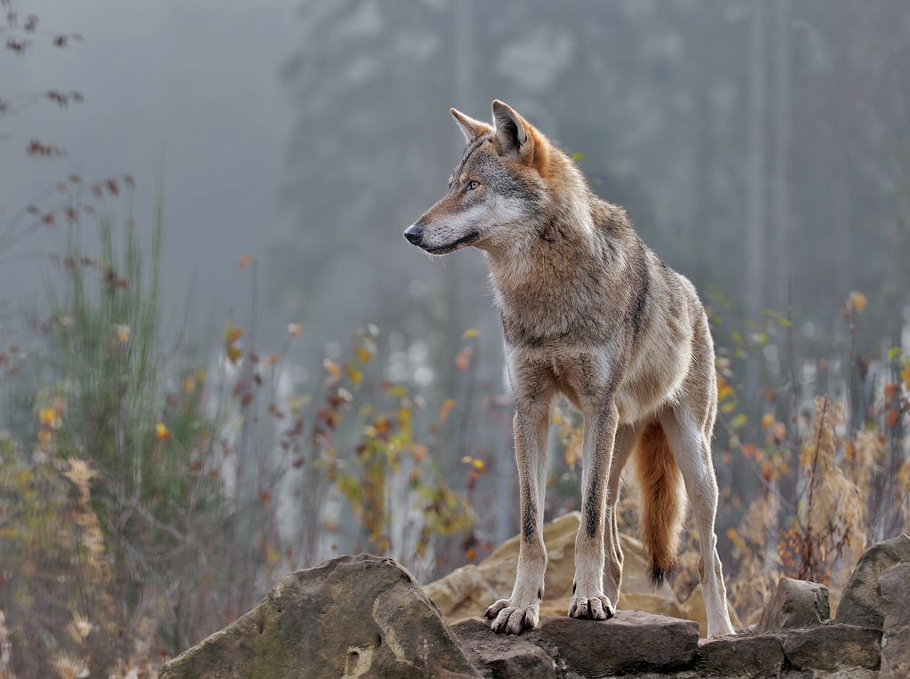 Wolf im Nebel