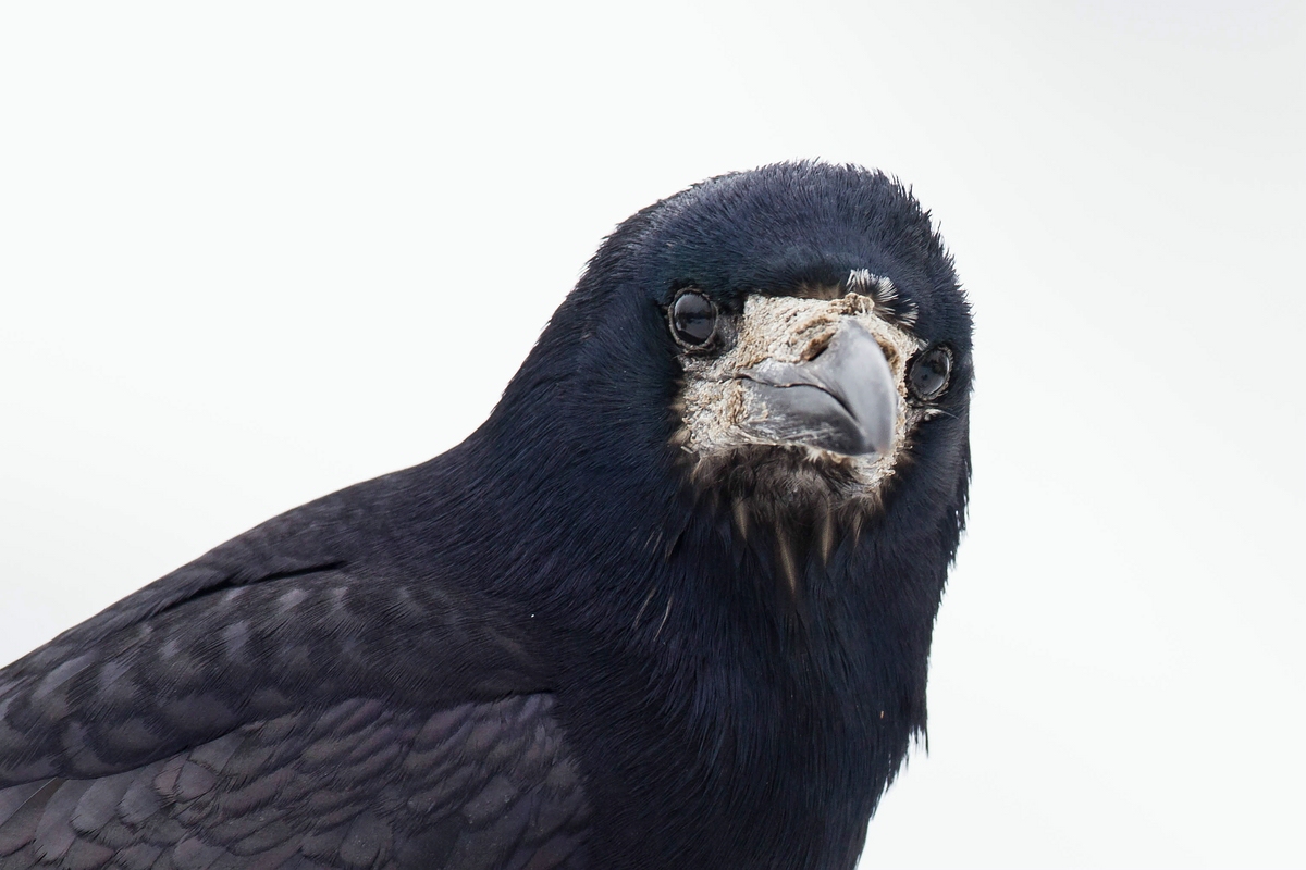 Corvus