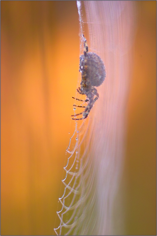 veil