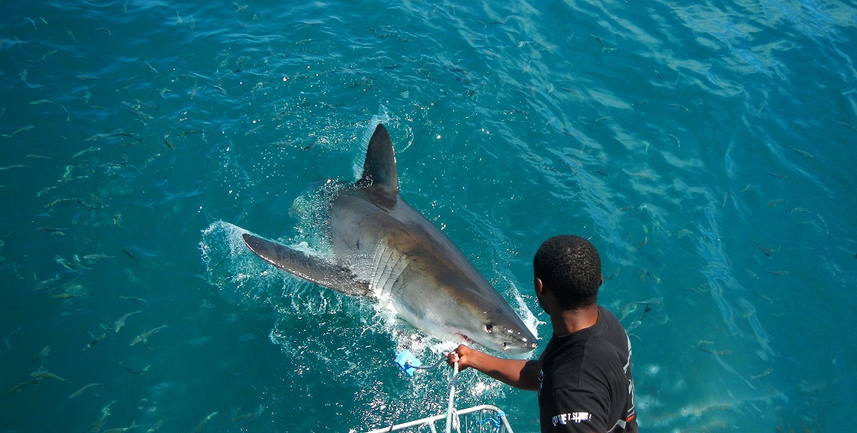The great white shark