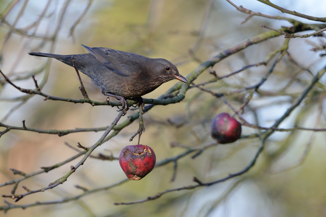 Amsel