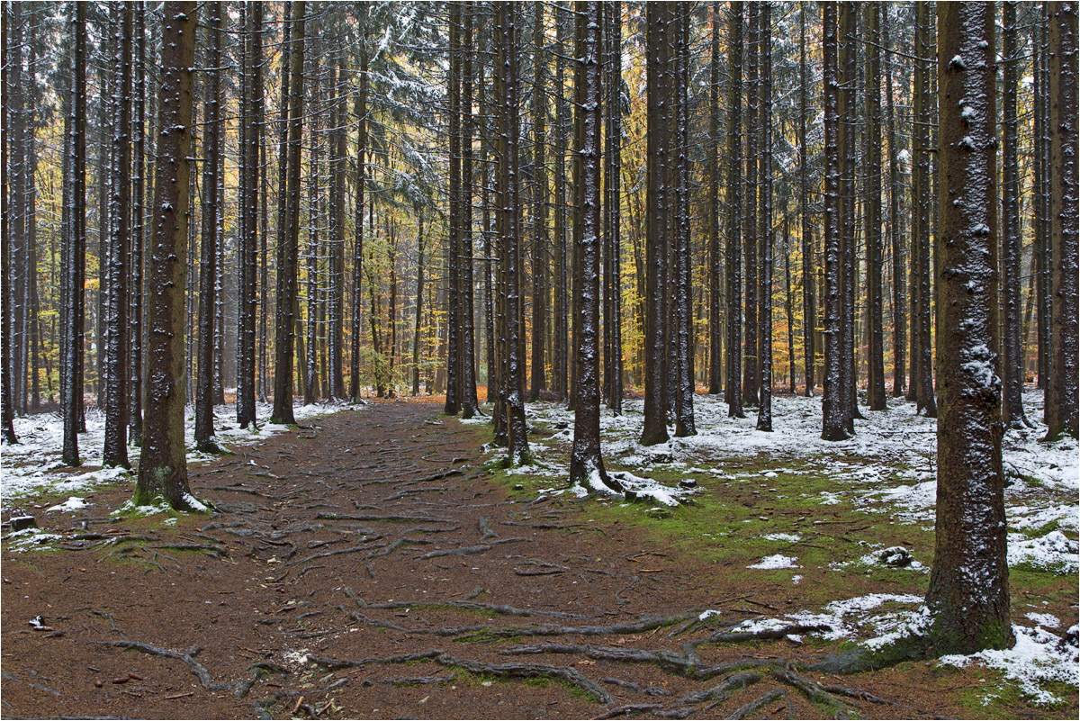 Im Wald