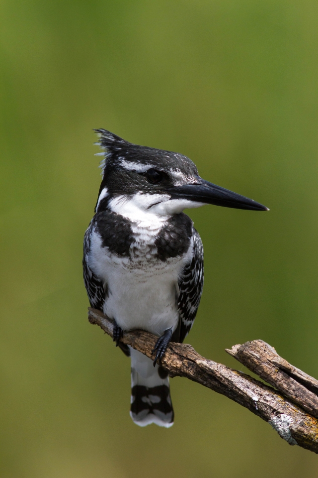 Pied Kingfisher(Graufischer)