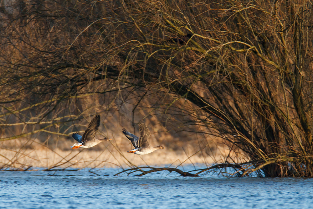 Saatgänse fliegen durch den überschwemmten Auwald