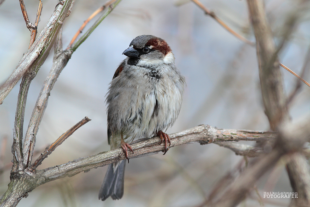 Passer domesticus