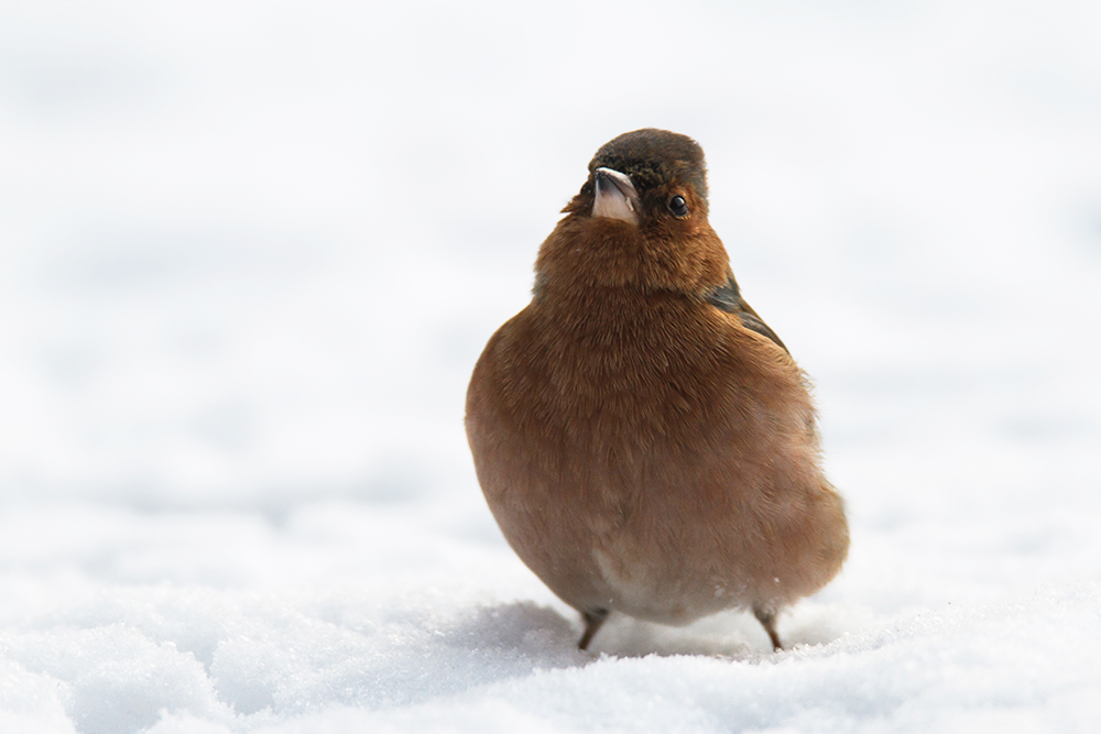 Buchfinkmännchen im Schnee