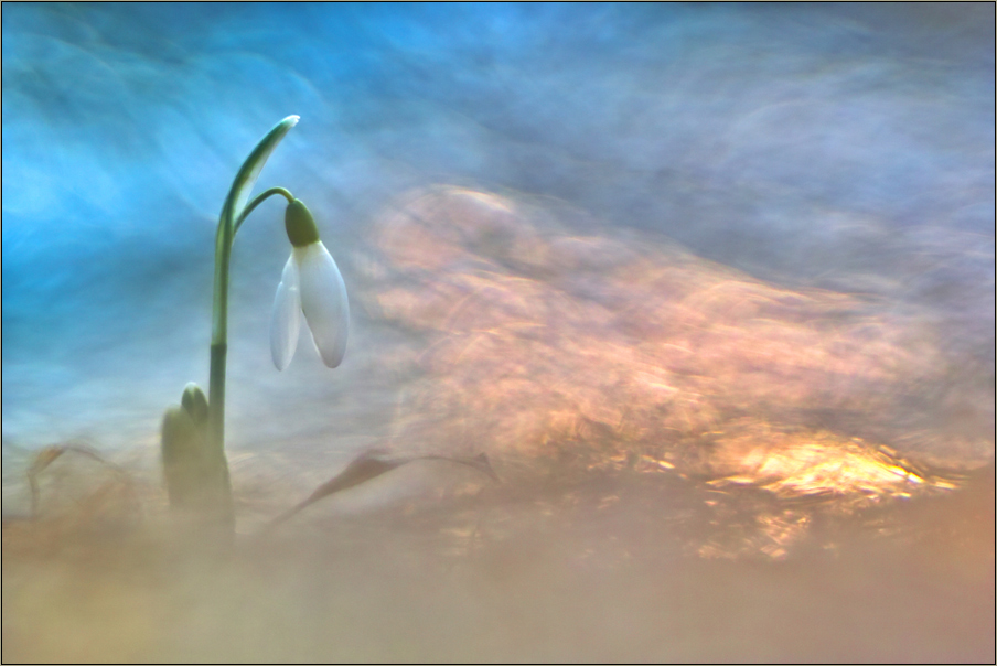 Galanthus