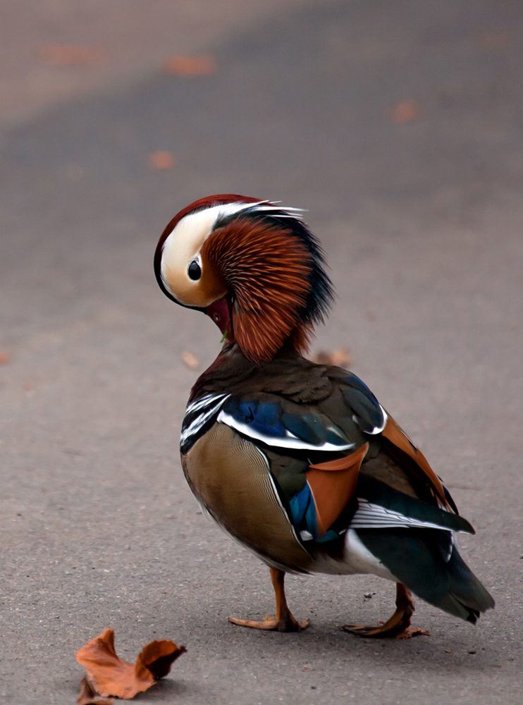 Mandarinente