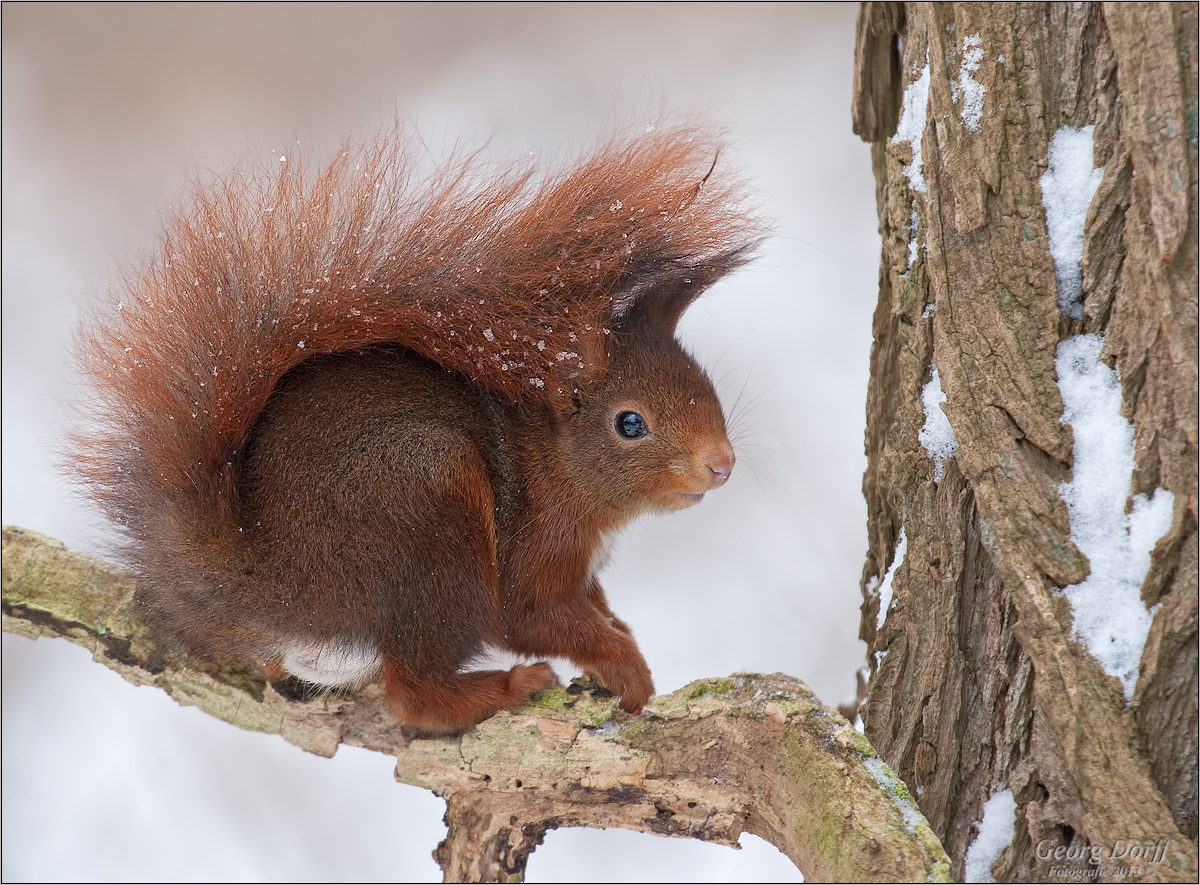 ~ winter hörnchen ~