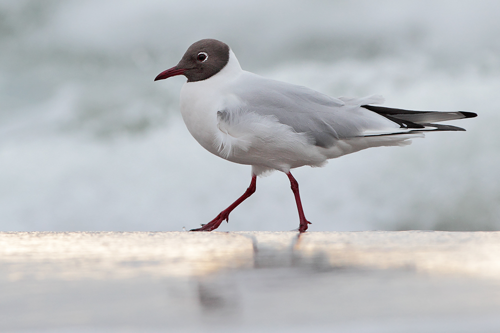 Lachmöwe