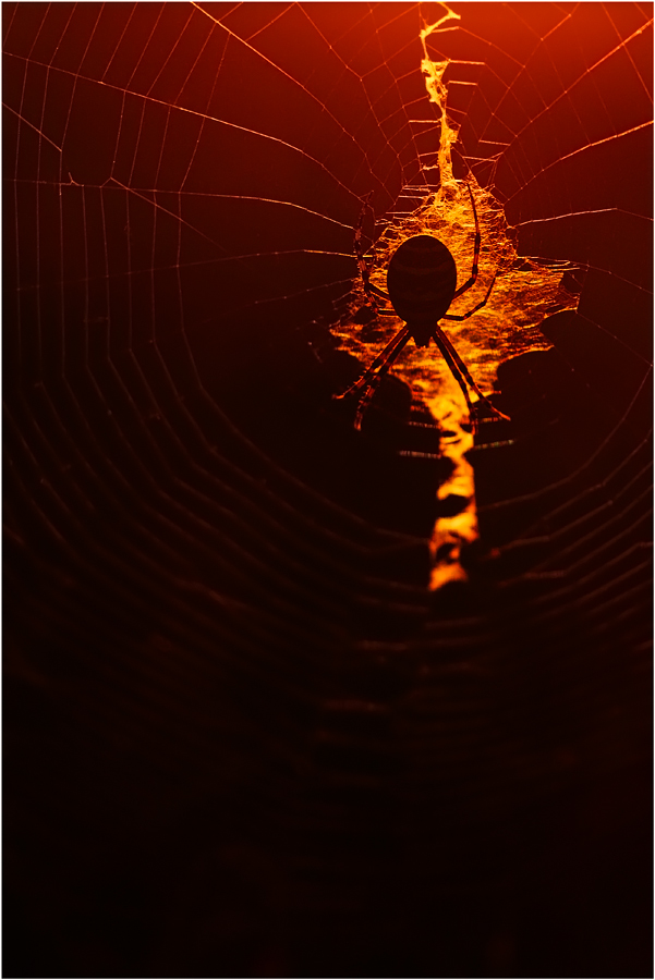 Das letzte Licht im Spinnennetz