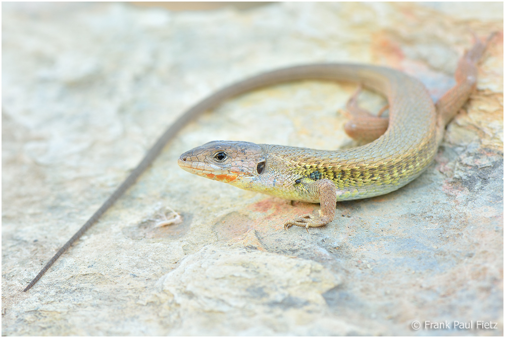 Algerischer Sandläufer