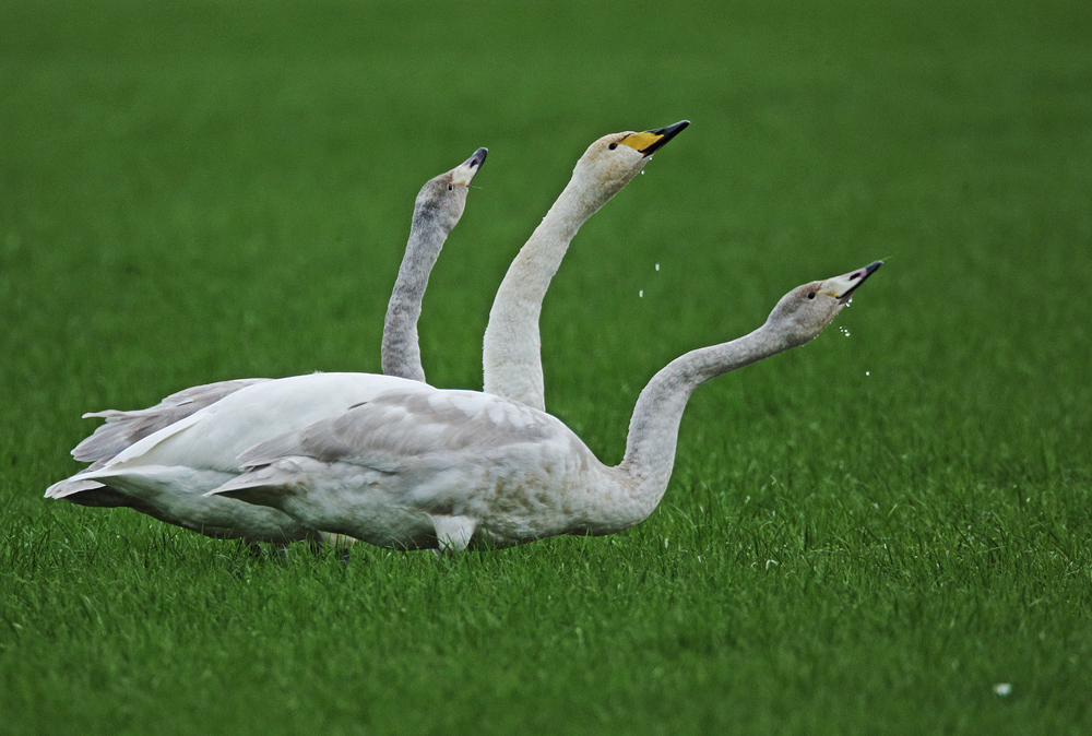 Singschwan, dreihälsig...