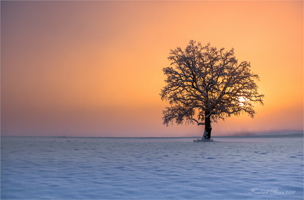 Nebelbaum