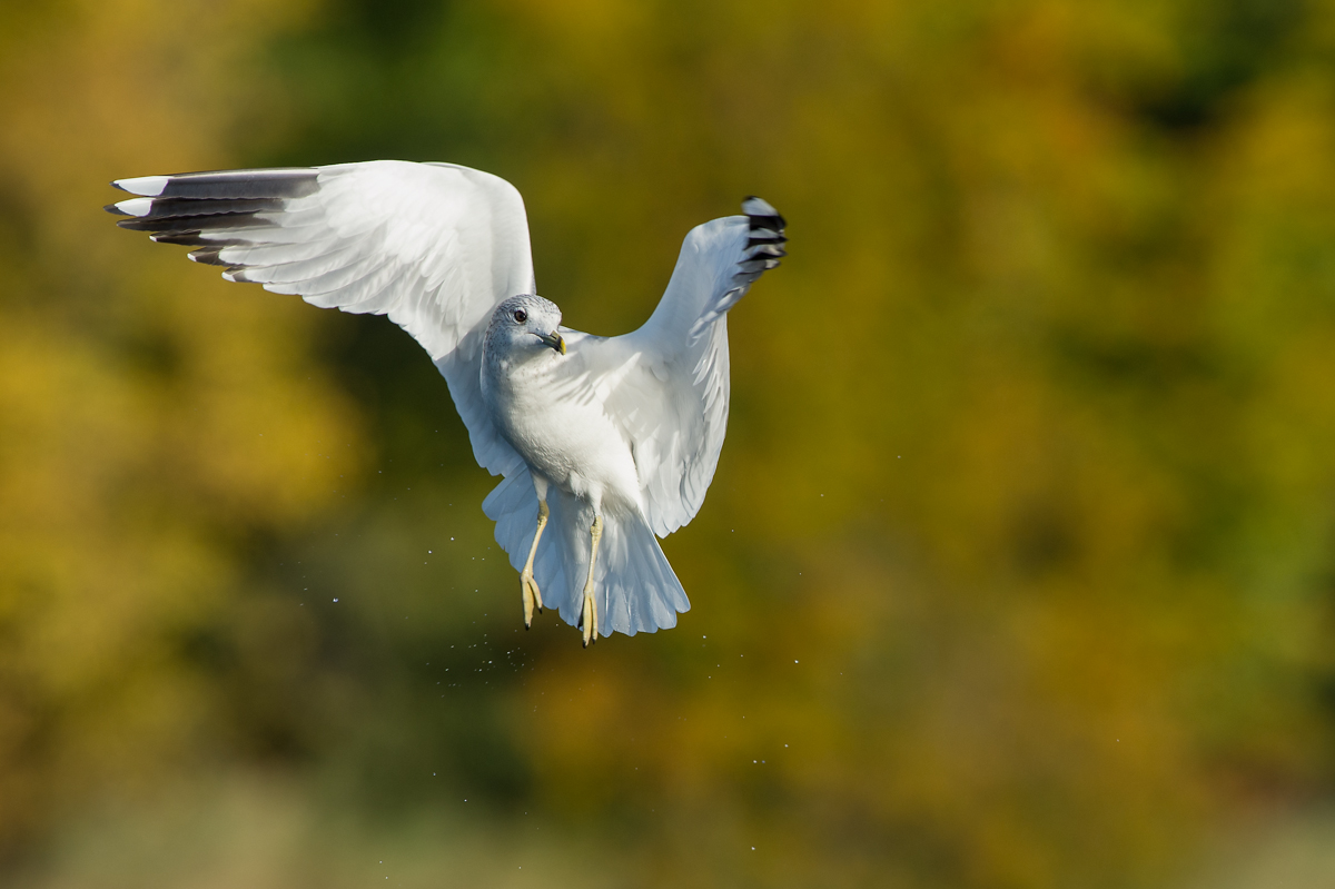 Mövenballet