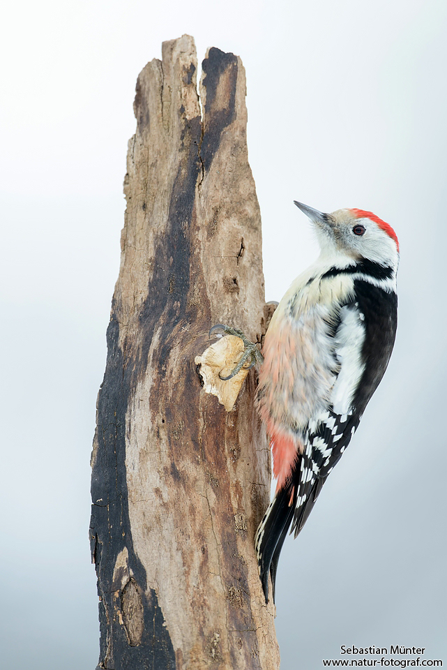 Mittelspecht (Dendrocopos medius)